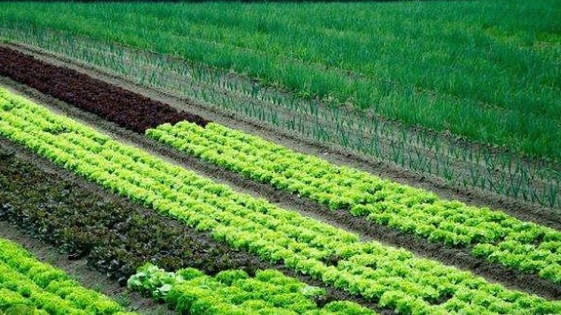 农村合作社税收优惠：政策解读与实操要点