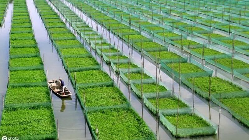 高原生姜种植注意事项揭秘
