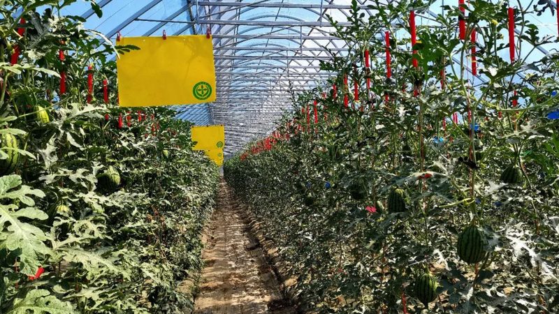 休闲农业节庆活动：热闹背后的冷思考