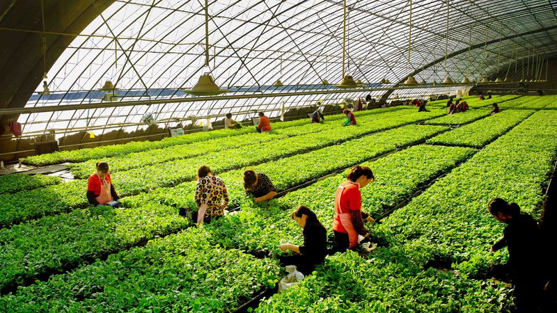 生鲜配送供应链管理实施方案：构建高效冷链物流体系