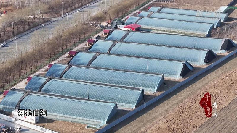 蔬菜水果配送报价单模板：制作指南与关键要素解析